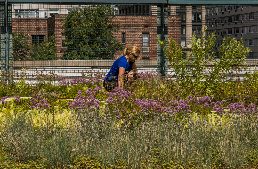 A woman facing the right side of the photo is squatting in front of purple flowers. She has white skin and straight blonde hair tied into a ponytail, and is wearing a dark blue t-shirt with short sleeves, black pants and sunglasses. Around her is tall, dark green grass and more purple flowers. Behind her is a dark green fence through which buildings can be seen.