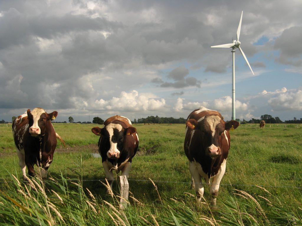 Three brown and white spotted cows facing the camera on a pasture. Behind them, on the right side of the image, is a tall white wind turbine, and a cloudy sky.