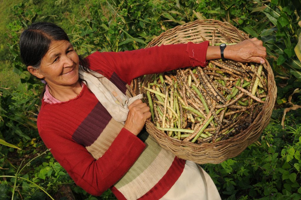 A woman, facing the camera, is holding a brown wicker basket to the right of the photo, next to her body, tilted so its contents, a bunch of stringbeans, can be seen. The woman has long, graying hair that is tied back, bronze skin, and wears a sand-colored skirt and a long-sleeve shirt with thick, colorful horizontal stripes. She is also wearing a watch with a black band on her left wrist.
