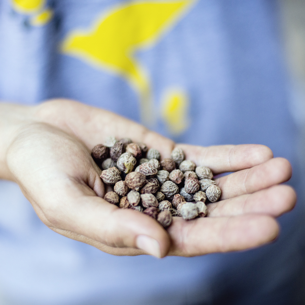A white person’s hand holds a bunch of small, round brown seeds. In the background is some out of focus blue fabric.