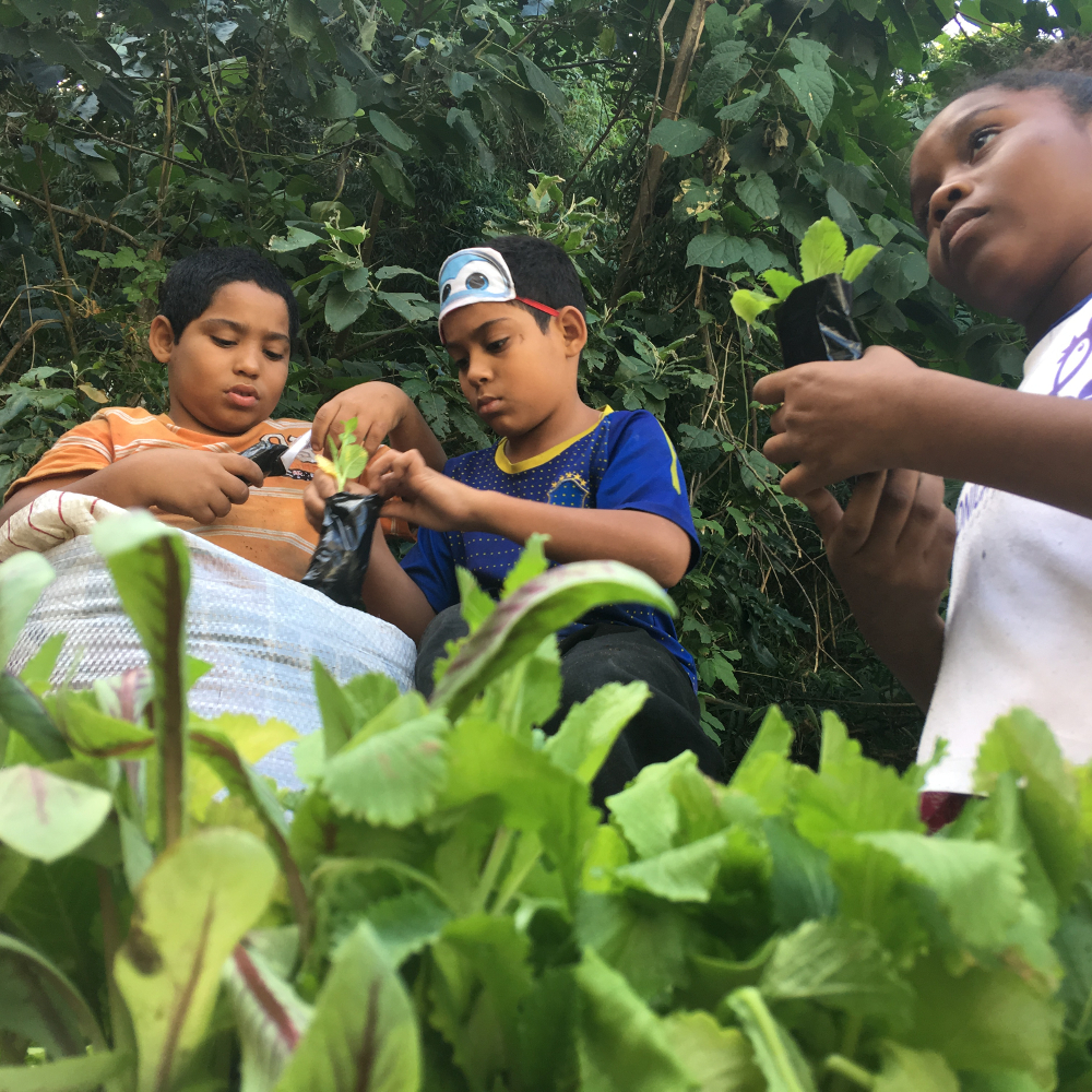 Three children are handling sprouts with dark leaves. They have dark skin and dark brown hair, and are wearing colorful clothes. The boys to the left are interacting with each other. In front of them is an open white plastic sack. Behind them is thick dark green foliage.