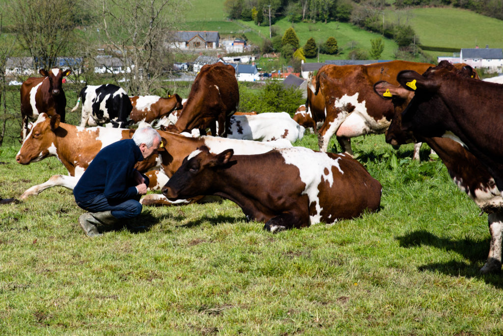 The same old man from the cover photo, with white skin and short straight white hair, is squatting down in front of a cow, which is lying down and looking at him. The man is closer to the left edge of the photo, and is wearing dark brown leather boots, dark jeans and a dark blue jacket. Around him is a herd of cattle, with bulls and cows spotted in black and brown, on a light green pasture. In the back is a valley and small houses.