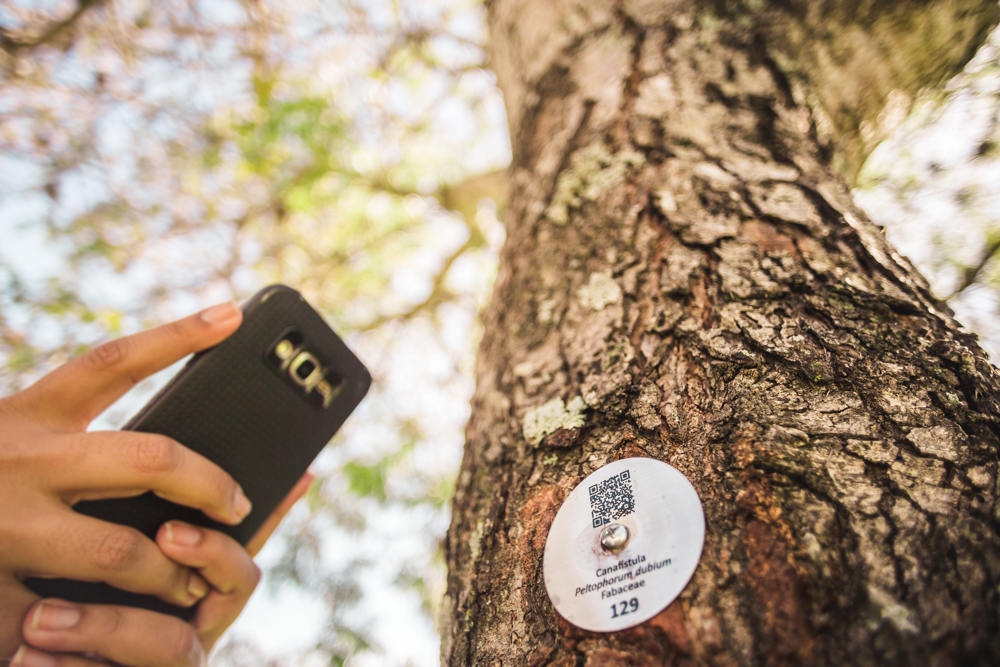 A foto mostra o tronco de uma árvore com uma pequena placa circular de fundo branco contendo um QR code. À esquerda, a mão de uma pessoa de pele branca segura um celular preto com a câmera voltada para a placa. Ao fundo, o céu azul claro e as ramificações da árvore.