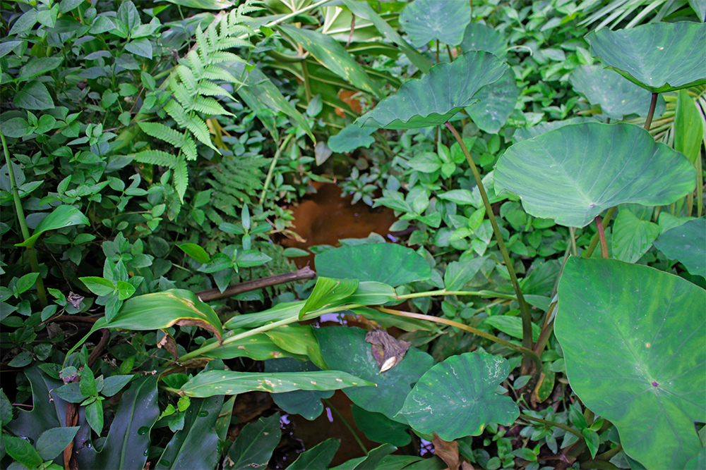 A foto mostra um plano fechado, com muitas folhas e plantas e, por este espaço, passa um pequeno córrego com água limpa. 