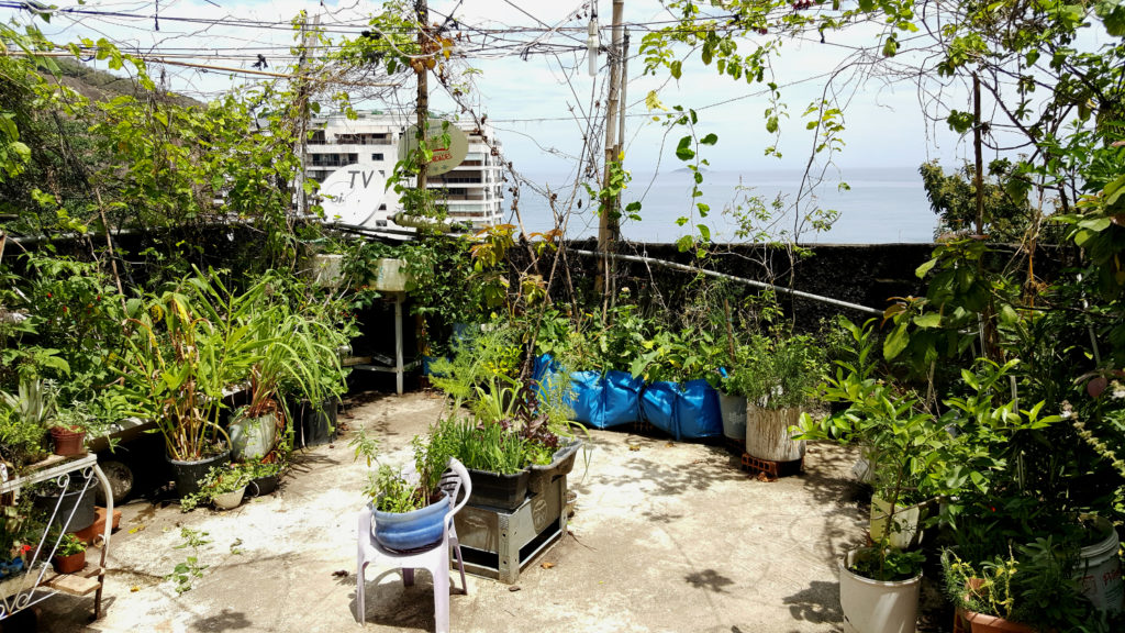 A terrace crowded with green plants, some growing in pots and some on overhead vines. In the background, pale blue sky and a glimpse of the ocean. 