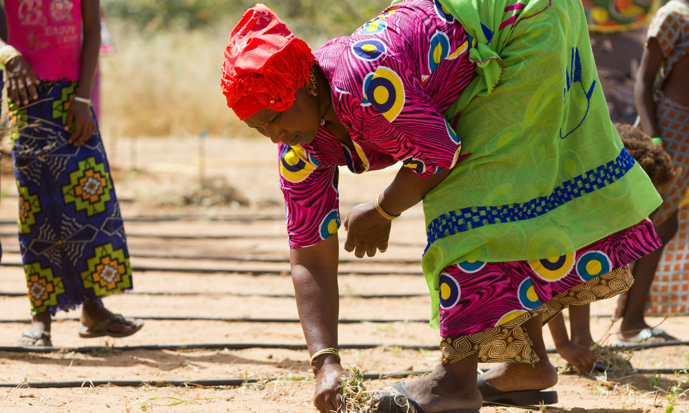 A black woman is wearing a pink dress with a bright blue and yellow pattern. A green scarf with a blue pattern is tied around her waist and she wears a red turban on her head. She is bending over, holding a seedling on the ground. The terrain is sandy. In the background are three other women, their images partly obscured, who are also at work planting these lands.