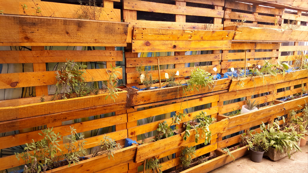 The photo shows a wall made of pallets. Several rectangular boxes are attached to it, supporting small home gardens.