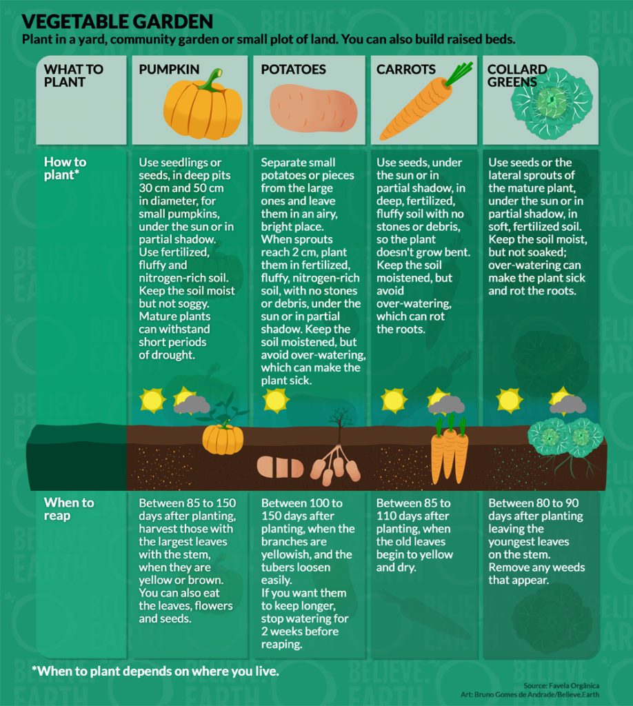 Ilustration: “Vegetable Garden – Plant in a yard, community garden or small plot of land. You can also build raised beds”. 1. Pumpkin: Use seedlings or seeds, in deep pits 30 cm and 50 cm in diameter, for small pumpkins, under the sun or in partial shadow. Use fertilized, fluffy and nitrogen-rich soil. Keep the soil moist but not soggy. Mature plants can withstand short periods of drought. Reap it between 85 to 100 days after planting, harvest those with the largest leaves with the stem, when they are yellow or brown. You can also eat the leaves, flowers and seeds. ; 2. Potatoes: Separate small potatoes or pieces from the large ones and leave them in an airy, bright place. When sprouts reach 2 cm, plant them in fertilized, fluffy, nitrogen-rich soil, with no stones or debris, under the sun or in partial shadow. Keep the soil moistened, but avoid over-watering, which can make the plant sick. Reap it between 100 to 150 days after planting, when the branches are yellowish and the tubers loosen easily. If you want them to keep longer, stop watering for 2 weeks before reaping. ; 3. Carrots: Use seeds, under the sun or in partial shadow, in deep, fertilized, fluffy soil with no stones or debris to plant it, so the plant doesn’t grow bent. Keep the soil moistened, but avoid over-watering, wich can rot the roots. Reap it between 85 to 110 days after planting, when the old leaves begin to yellow and dry. ; 4, Collard Greens: Use seeds or the lateral sprouts of the mature plant, under the sun or in partial shadow, in soft, fertilized soil, to plant it. Keep the soil moist, but not soaked; over-watering can make the plant sick and rot the roots. Reap it between 80 to 90 days after planting leaving the youngest leaves on the stem. Remove any weeds that appear. *When to plant depends on where you live. Source: Favela Orgânica. Art: Bruno Gomes de Andrade, Believe.Earth.