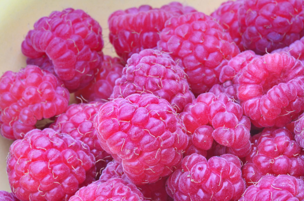 A close-up of very ripe and lightly frozen raspberries.