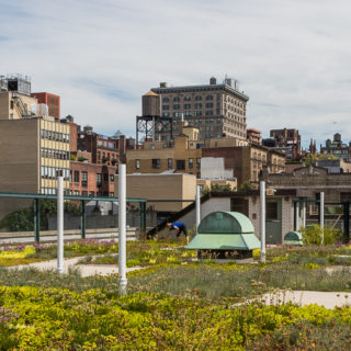 The photo shows a surface covered with short, light green plants planted between some walking paths made of gray cement. In the background are buildings and a blue sky with white clouds.