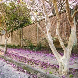 Trees with light-colored trunks, open branches and purple flowers appear in a row in a sidewalk, on the edge of a street. In the back is a brick wall and the sun, shining through the branches of the more distant trees. The sidewalk is covered in petals that have fallen from the trees.