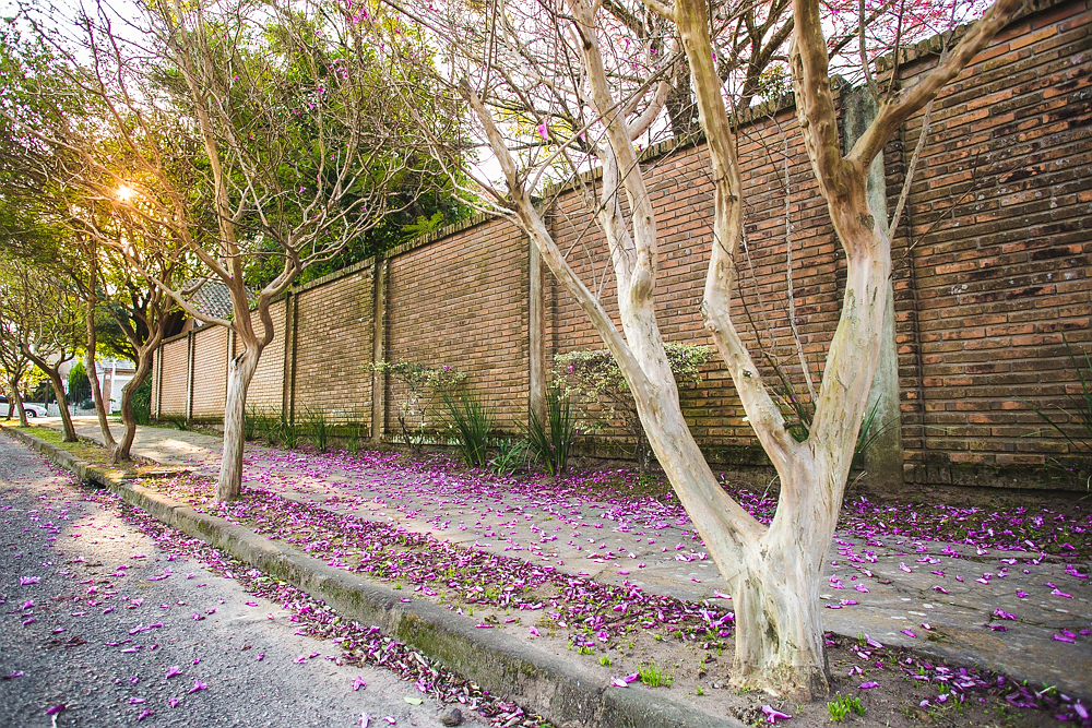 Trees with light-colored trunks, open branches and purple flowers appear in a row in a sidewalk, on the edge of a street. In the back is a brick wall and the sun, shining through the branches of the more distant trees. The sidewalk is covered in petals that have fallen from the trees.