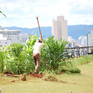 In the center of the photo a person with their back to the camera is raising a hoe above their head, facing some tall plants. The plants and person are about the same height. The person is wearing a white bandana on their head, an off-white long sleeve shirt and light brown pants. There is a short light green lawn around the plants. In the background is a low railing, indicating that the place is above the streets, and beyond it are various buildings and a hill in the horizon.