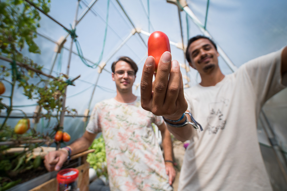Two young men are looking at the camera. The one on the right holds up a tomato in his left hand. They are wearing white t-shirts with prints on them, their image is out of focus. In the back is a glass ceiling and, on the left corner of the photo, some tomato plants bearing fruit.