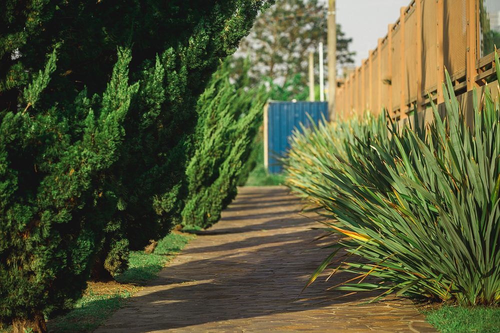 A brown sidewalk running towards the back of the photograph ends at a closed dark blue metal gate. To its left are pine trees with dark leaves. To its right are shorter bushes with lighter leaves, with a yellow grated fence appearing behind them, which also runs towards the back of the image.