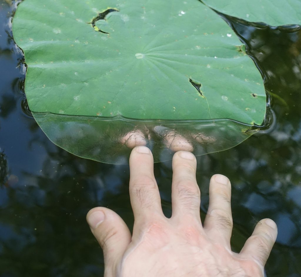 A white person's right hand reaches towards a round leaf floating on water. The part of the plant being touched by the hand is underwater, and the water in this part creates a reflection of the fingertips.