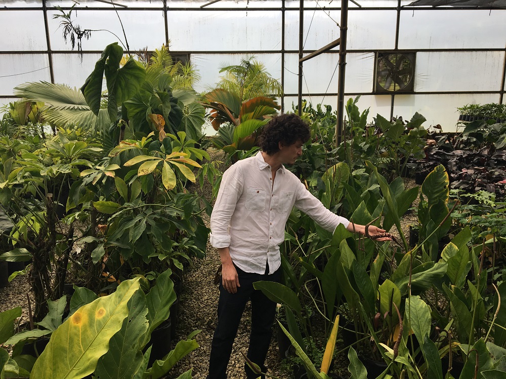 A man, his body facing the camera, looks to the right side of the photo while reaching out with his left arm to touch a large leaf. He is in the middle of a garden full of tall leaves, close to chest height, that sprout from the ground. The man has white skin and short, wavy brown hair. He is wearing a white shirt and black pants.