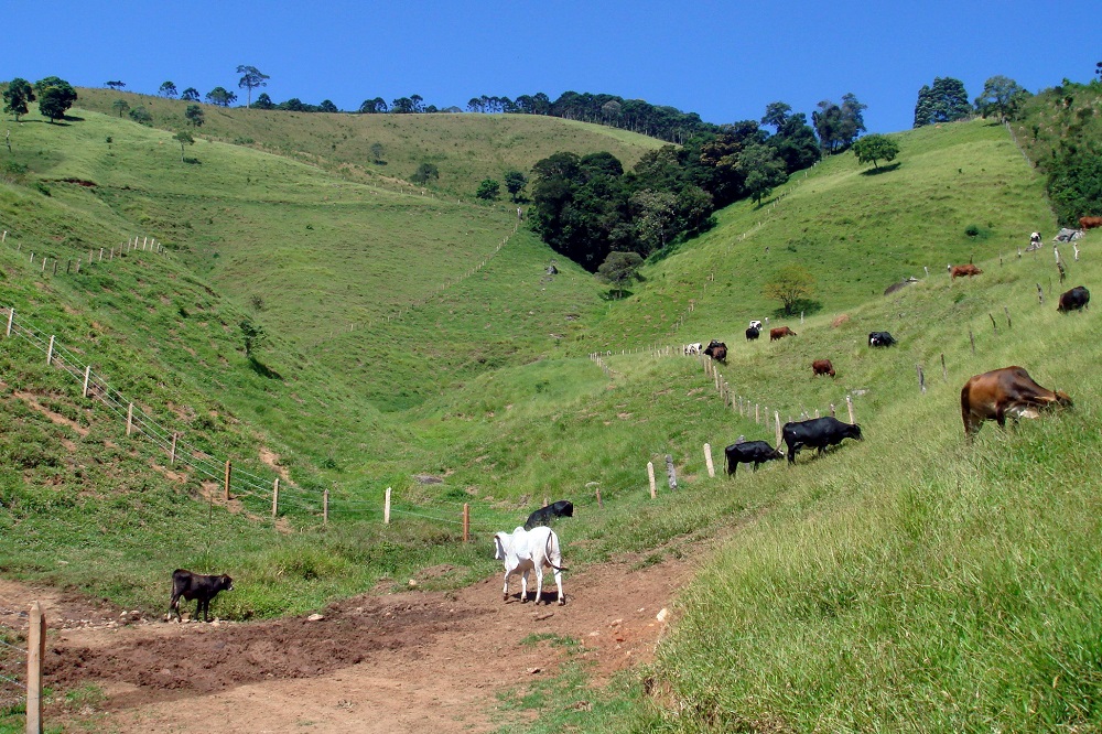 Um gado de bois brancos, pretos e marrons, transita por um vale de grama verde clara, com algumas árvores dispersas. Ao fundo, o céu azul sem nenhuma nuvem.