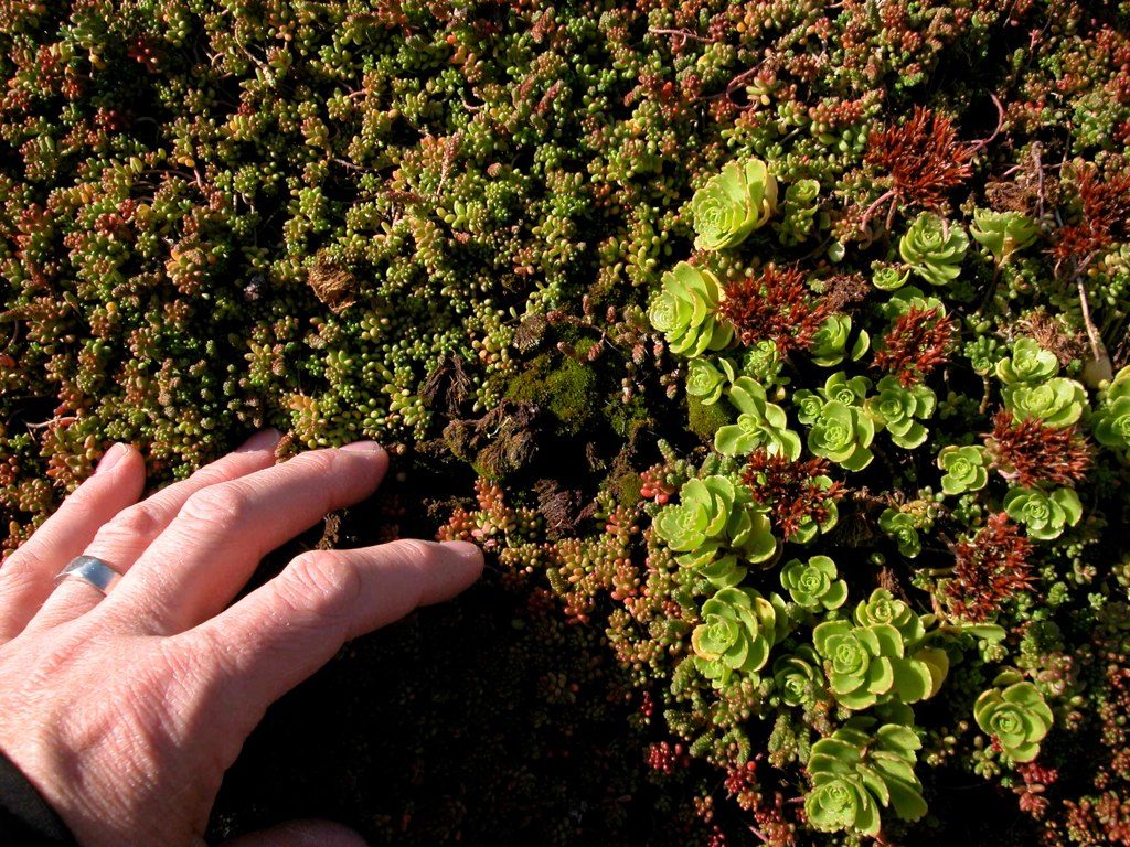 In the lower left corner of the photo, the hand of a white middle-aged person, with a plain, thick silver ring on their ring finger, is touching a surface covered with very small mossy plants with tones that vary from green to dark red. From the center of the photo to the right margin are some small plants with blossoming leaves. These blossoms have a lighter green hue.