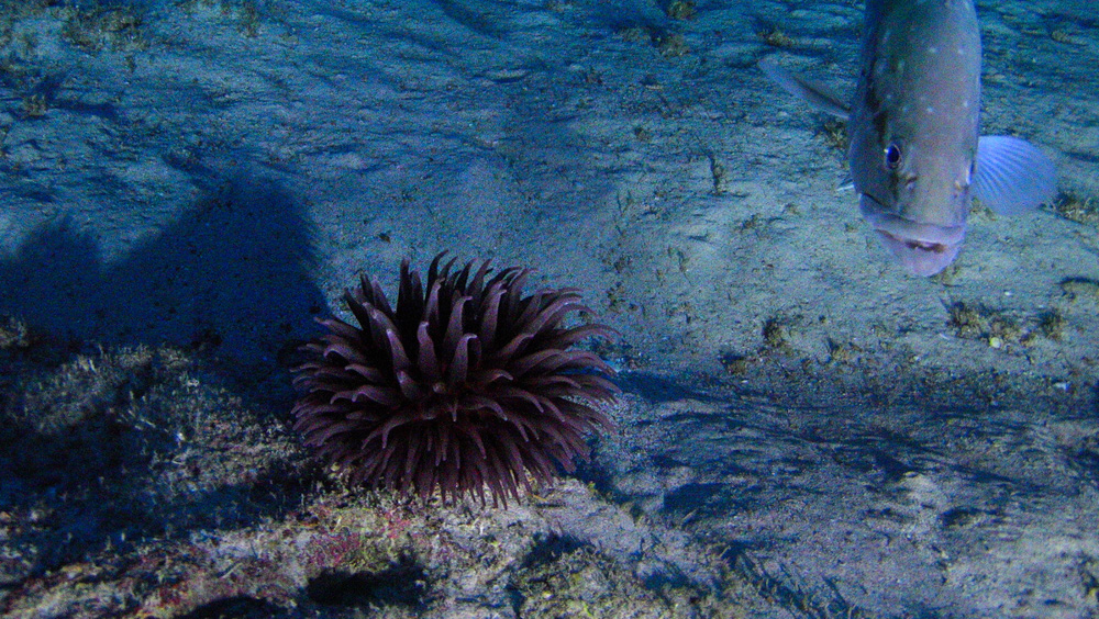 In the center of the photo is a purple anemone on the ocean floor. A gray colored grouper swims towards the camera on the right side of the photo. The floor is sandy and has a blue tone from the shade.