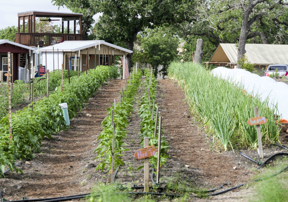 A foto mostra quatro canteiros onde estão plantados temperos e vegetais. Ao fundo, vemos um conjunto de três pequenas casas.