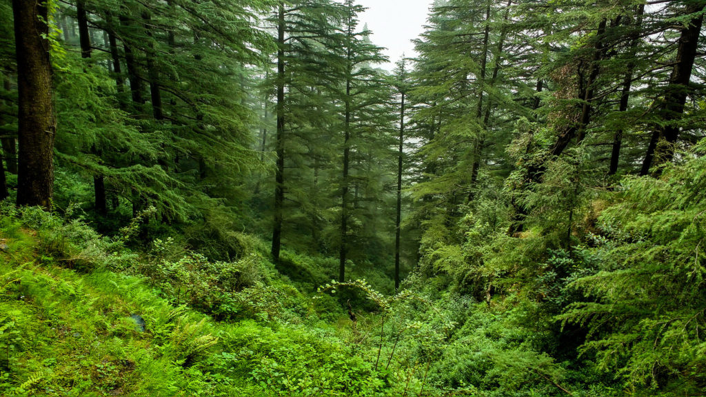 A imagem mostra, em um plano aberto, uma floresta com dezenas de árvores altas e muito verdes, e uma área de gramíneas ao meio, em primeiro plano.