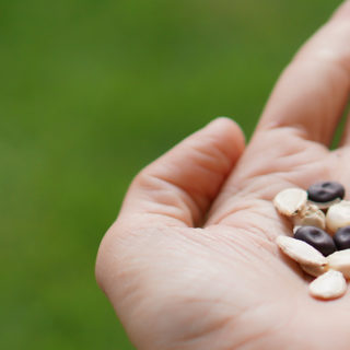 A close-up of a white person's palm hand, open holding beans and corn. The background is green and out of focus.