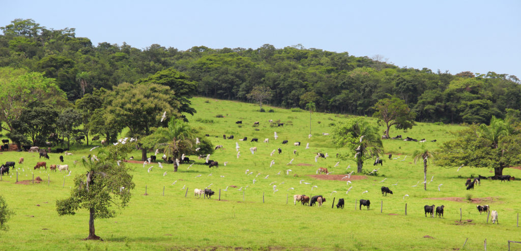 A lush, green pasture, with trees around, where white, black and brown cattle are grazing