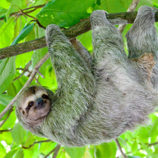 A sloth with light-gray fur hangs from a tree branch from all four limbs while looking calmly at the camera. The background is filled with green foliage.