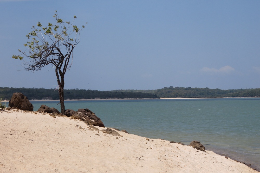 In the left corner of the picture is a small tree with few leaves and branches, and some stones on a sandy beach. In the background, a clear, blue river. On the horizon, a forest.