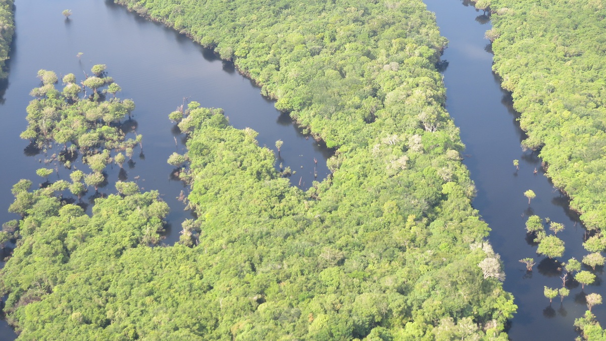 Imagen aérea del bosque, cortada (en la esquina derecha e izquierda de la imagen) por un río de aguas negras.